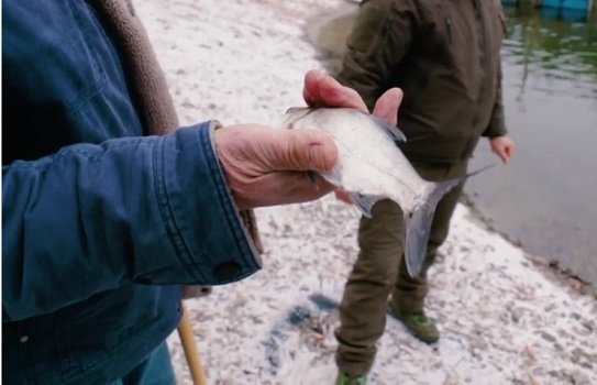 В Печенежское водохранилище выпустили тонны толстолобиков, карпов и амуров