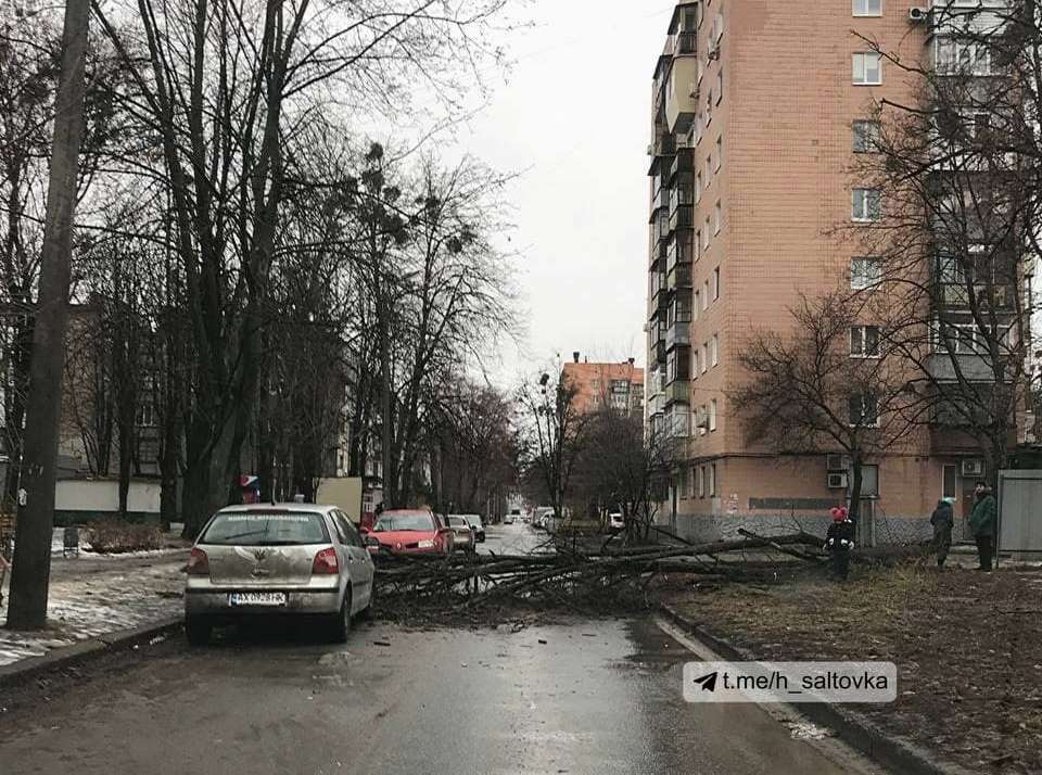 На Новых Домах рухнуло дерево (фото)