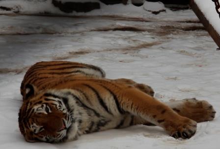 Как обитатели Харьковского зоопарка пережидают зиму