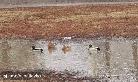 В Харькове в луже посреди улицы плавают утки (фото)