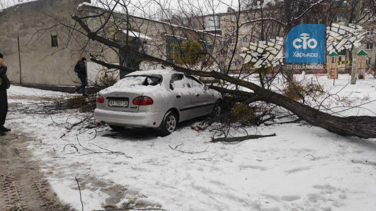 В Харькове на машину рухнуло дерево (фото)              
