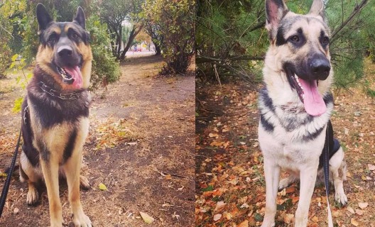 "Не приближайтесь": по Чугуеву бегают опасные собаки