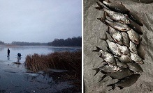 На Печенежском водохранилище тайно выловили рыб с двумя рядами зубов
