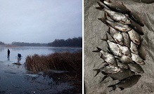 На Печенежском водохранилище тайно выловили рыб с двумя рядами зубов