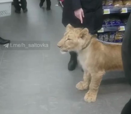 Харьковчанин привел в супермаркет льва (видео)