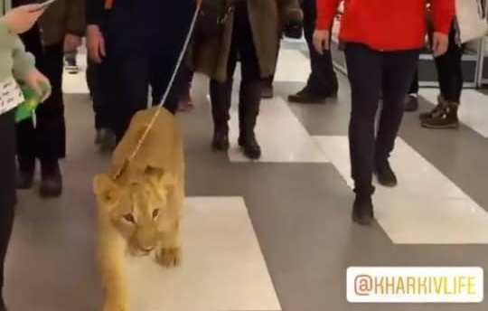 Львенок в харьковском супермаркете: зоозащитники возмущены и грозят полицией