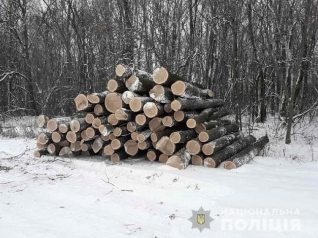 В лесу под Харьковом пойманы "черные" лесорубы