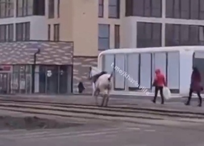 В Харькове по проезжей части бегает лошадь (видео)