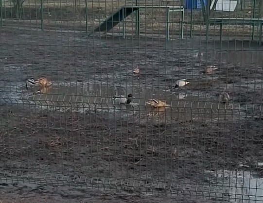 Во дворе на Северной Салтовке поселились утки (видео)