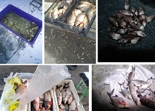 Под Харьковом из продажи изъяли сомнительную щуку