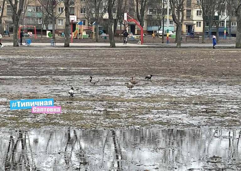 На Салтовке в луже на стадионе плавают утки