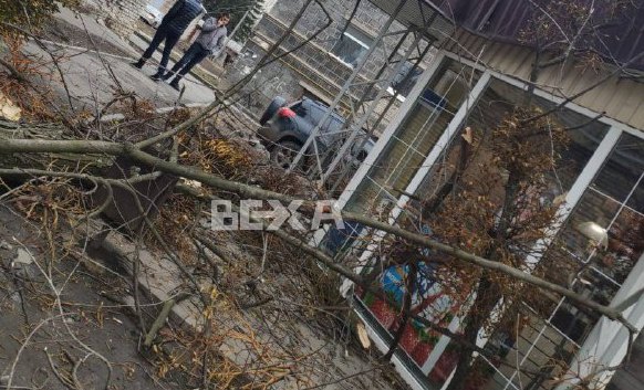 В Харькове дерево рухнуло на "Кулиничи" (видео)