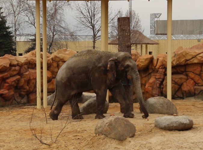 Как выглядит новый вольер для слонов в Харьковском зоопарке: фото