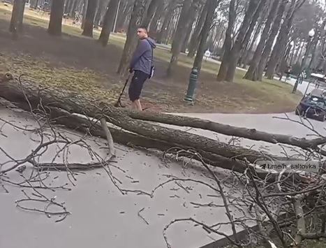 В парке Горького упало дерево (фото)
