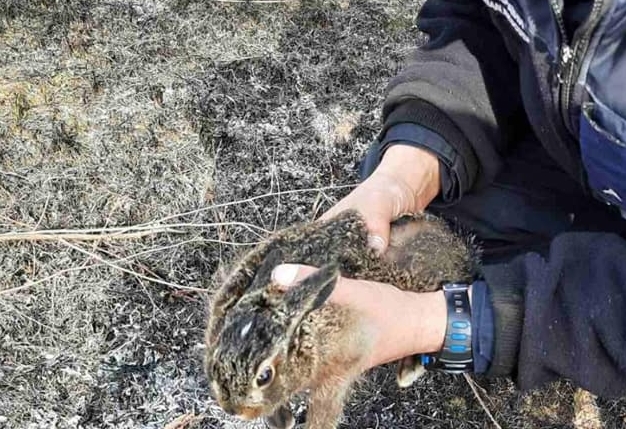 В Харькове из горящей травы спасли зайчонка (фото)