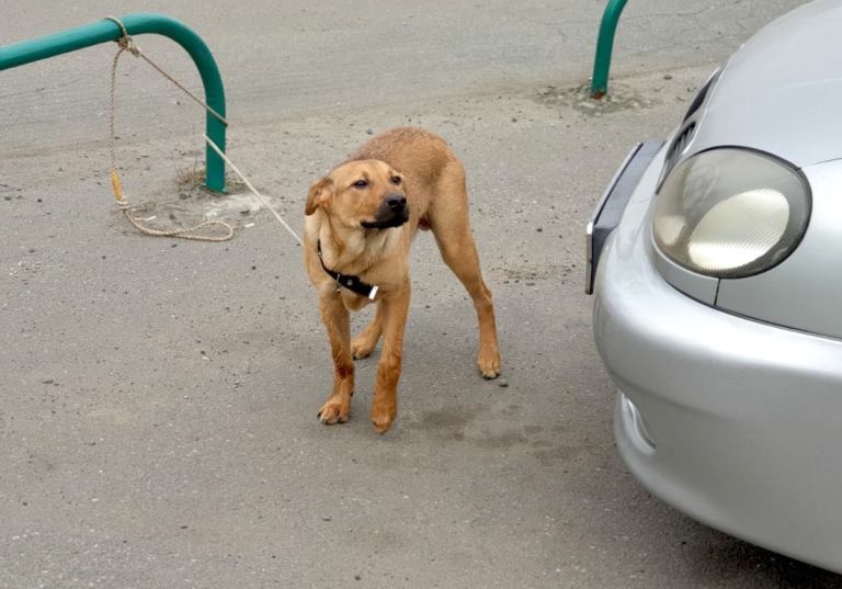 Привязали и уехали: в Харькове посреди улицы бросили щенка