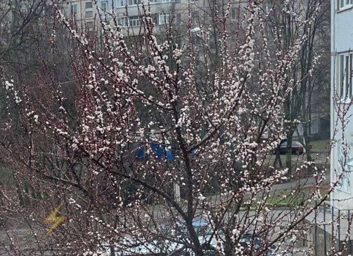 В Харькове зацвели абрикосы