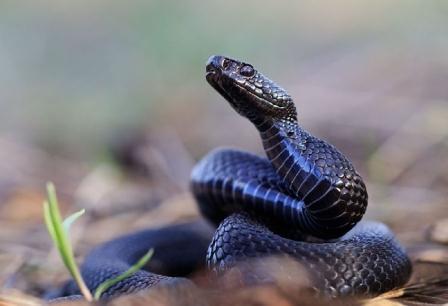 Харьковчан предупреждают о ядовитых змеях