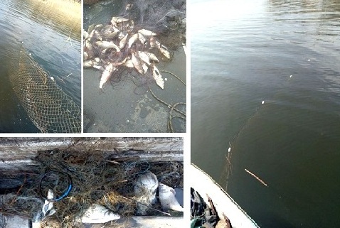 Под Харьковом сетью поймали колючую рыбу