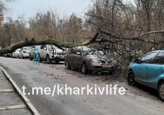 В Харькове на машину рухнуло дерево, дорога заблокирована (фото)