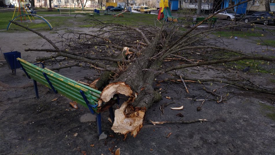 В Харькове на человека упало дерево (фото)