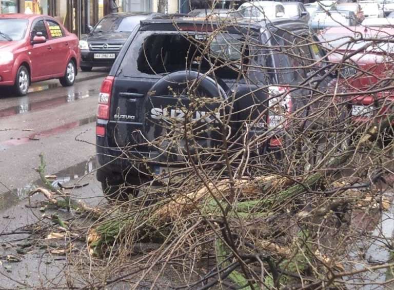 В центре Харькова на дорогу рухнуло дерево (видео)