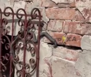 В центре Харькова в старинном доме обосновались змеи (видео)