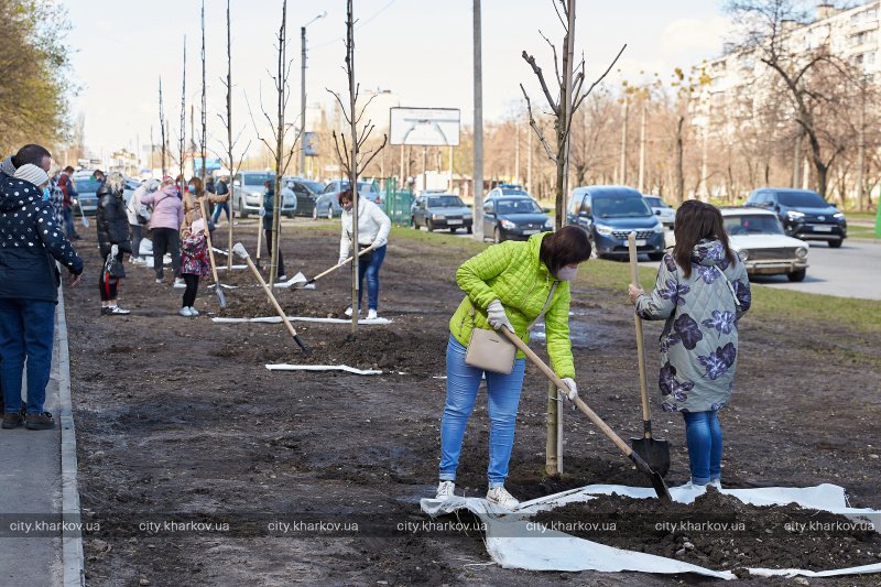 Вместо парковки: на Салтовке появилась аллея