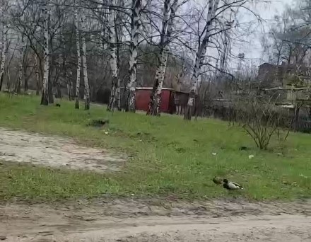 В Харькове по дворам гуляют утки (видео)