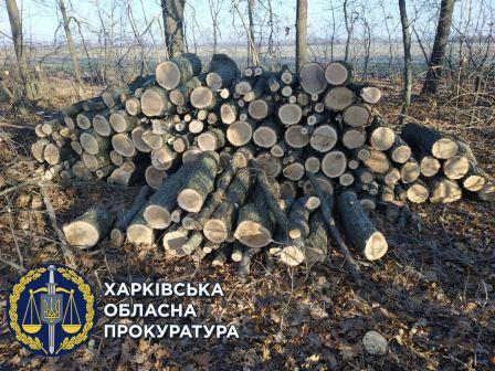 "Черные" дровосеки. Под Харьковом вырубили почти 100 дубов