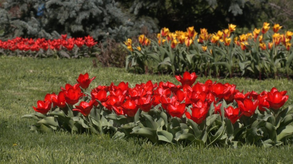 Харьковчанам предлагают выбрать имя для тюльпана