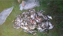 Под Харьковом нашли мешки с сотнями "нелегальных" рыб