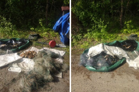 Под Харьковом нелегально поймали серебряных рыб