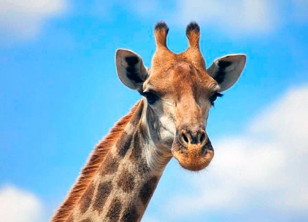 Жираф и пингвины: в зоопарке будут новые животные