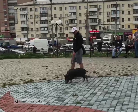 В Харькове мужчина выгуливал на поводке кабана (видео)