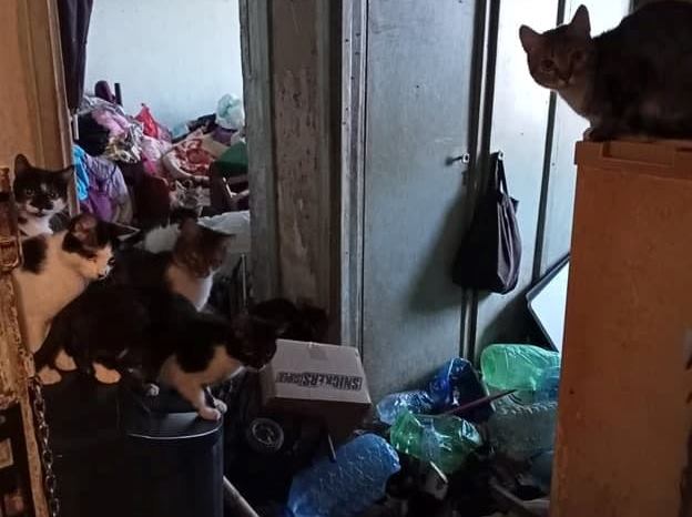 Вонь и бардак: харьковчанка держала в квартире 16 котов