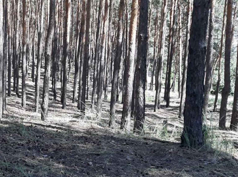В лесу под Харьковом изнасиловали женщину. Насильник получил 4 года