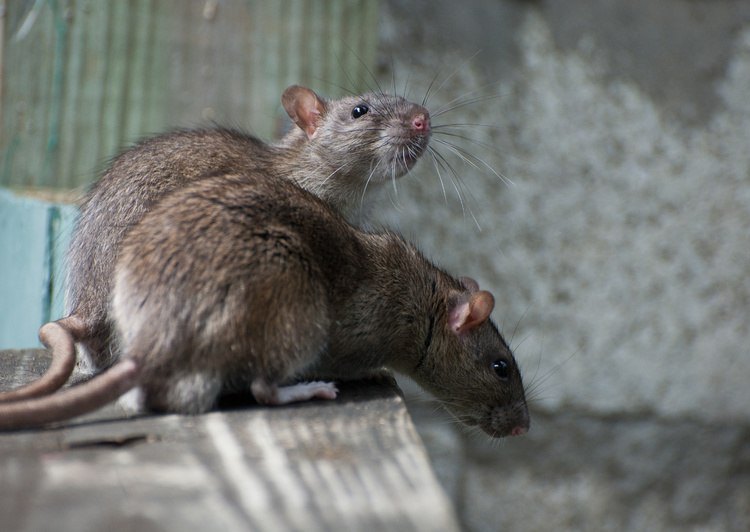 Вонь и крысы: в Харькове насчитали несколько десятков свалок