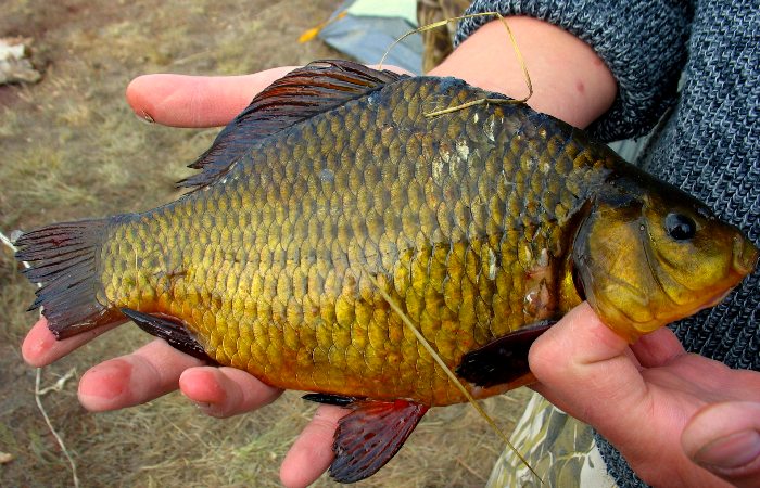 На Оскольском водохранилище выловили краснокнижных рыб