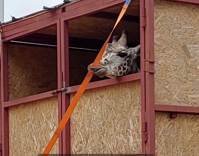 В Харьков привезли жирафа (видео)