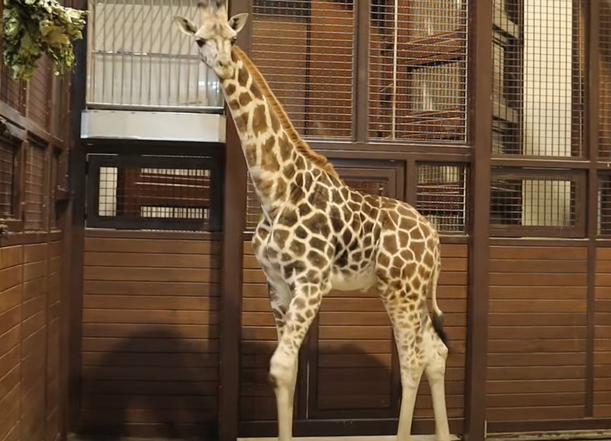 В Харьковском зоопарке показали новый дом для жирафа (видео)