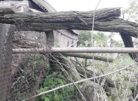 В Харьковской области дерево рухнуло на газопровод
