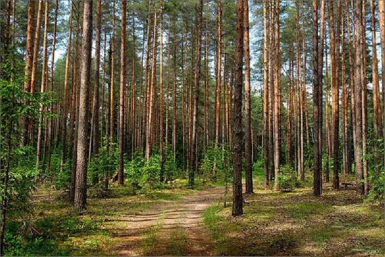 "Таких участков больше нет": харьковчане просят сохранить лес на Салтовке