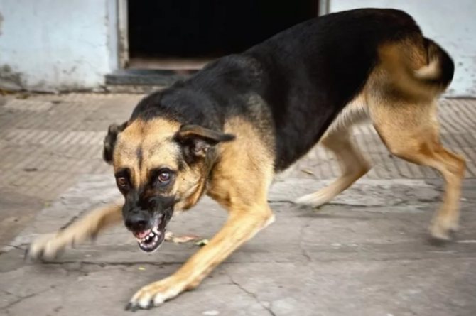 Медики бьют тревогу: в Харькове собаки нападают на людей, среди пострадавших – дети