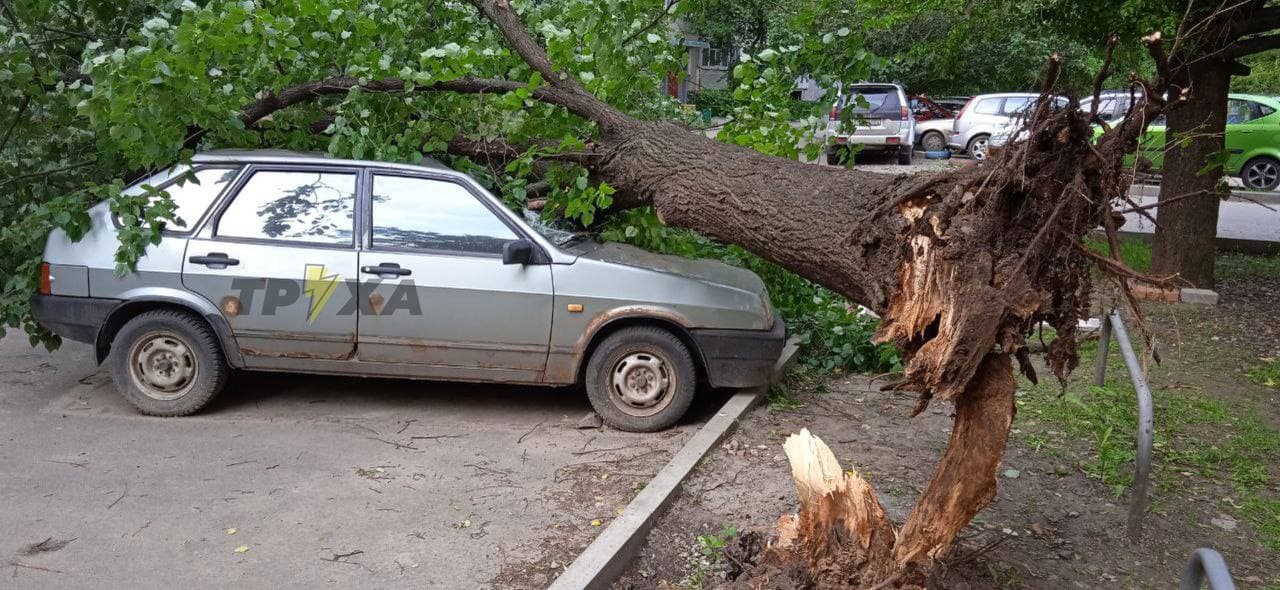 В Харькове дерево рухнуло на машину (фото)