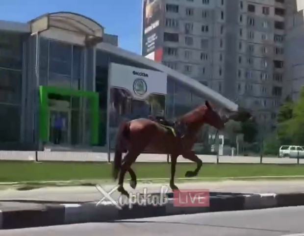 По Алексеевке проскакала лошадь без седока (видео)