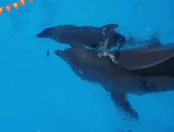 В Харьковском дельфинарии – пополнение (видео)