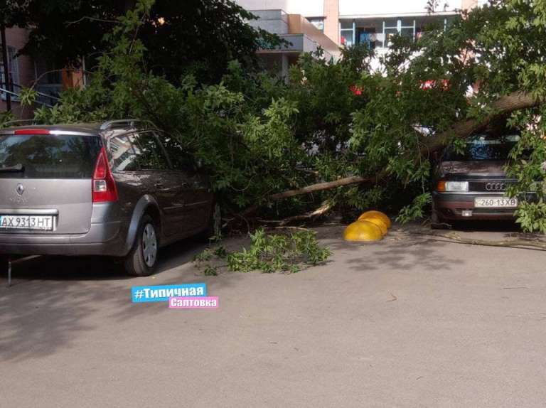 В Харькове дерево рухнуло на машины (фото)