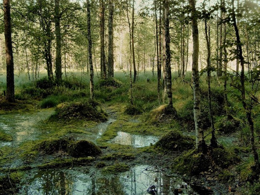 Харьковчане предлагают превратить болото в парк
