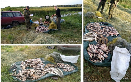 На Печенежском водохранилище тайно ловили рыбу девятью сетями